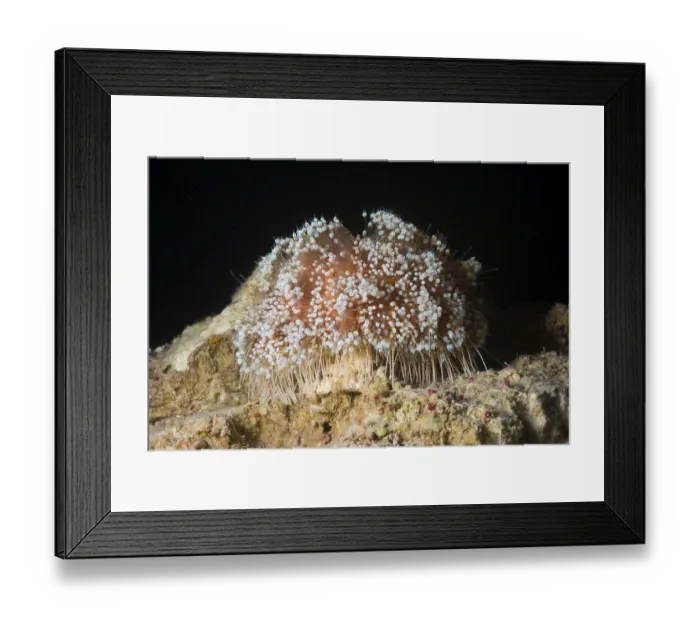 Framed Print : Pinhead sea urchin, fire sea urchin