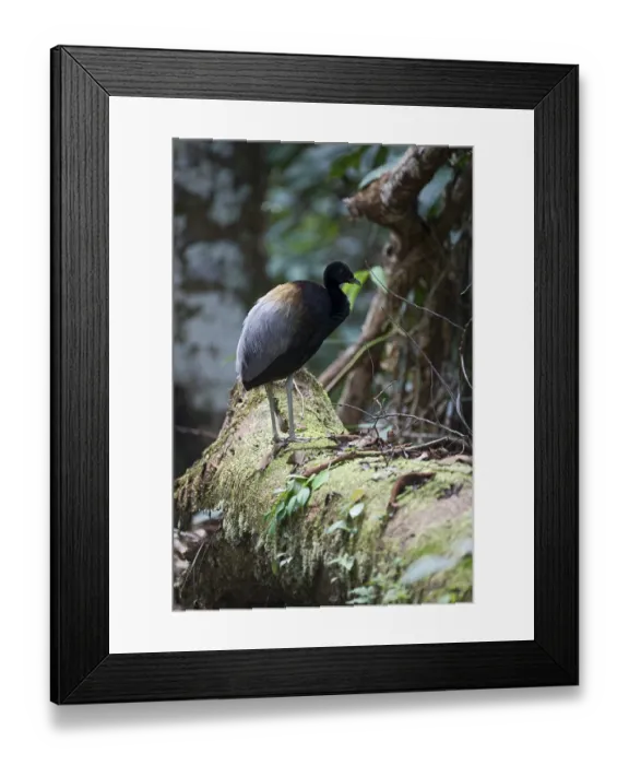 Framed Print : Grey-winged Trumpeter (Psophia crepitans) Framed Print : Grey-winged Trumpeter (Psophia crepitans)