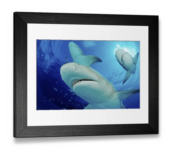 Framed Print : Sicklefin lemon shark (Negaprion acutidens) Framed Print : Sicklefin lemon shark (Negaprion acutidens)