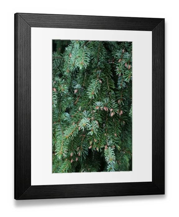 Framed Print : Serpentine spruce (Picea abies virgata)
