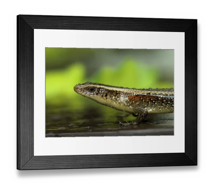 Framed Print : Golden skink (Mabuya multifasciata)