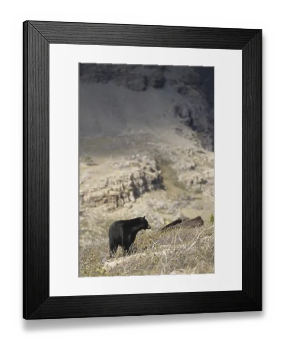 Framed Print : American Black Bear (Ursus americanus) Framed Print : American Black Bear (Ursus americanus)