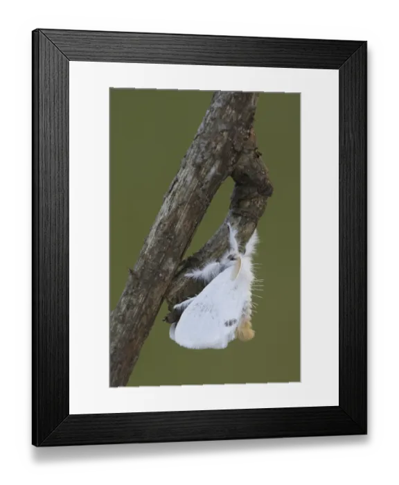 Framed Print : Yellow-tail Moth (Euproctis similis)