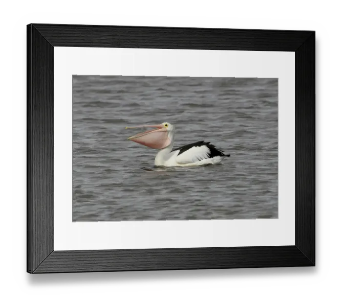 Framed Print : Australian Pelican (Pelecanus conspicillatus) Framed Print : Australian Pelican (Pelecanus conspicillatus)
