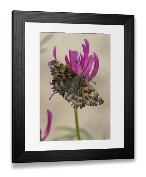 Framed Print : Mallow Skipper (Carcharodus alceae) Framed Print : Mallow Skipper (Carcharodus alceae)
