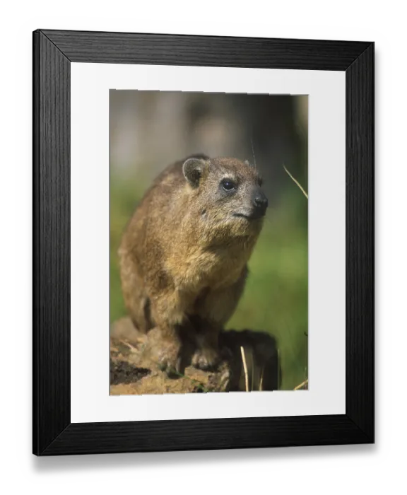 Framed Print : Rock Hyrax (Procavia capensis) Framed Print : Rock Hyrax (Procavia capensis)