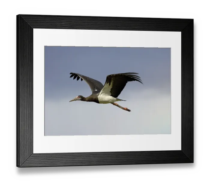 Framed Print : Abdim's Stork (Ciconia abdimii)