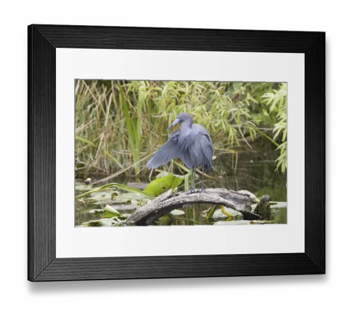 Framed Print : Little Blue Heron (Egretta caerulea) Framed Print : Little Blue Heron (Egretta caerulea)