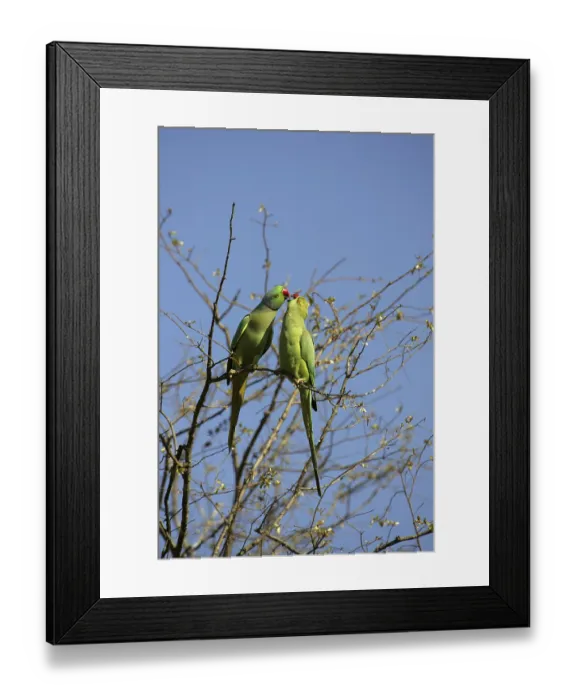 Framed Print : Rose-ringed Parakeet (Psittacula krameri)