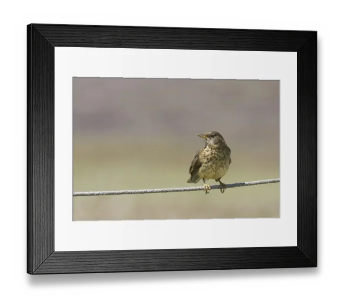 Framed Print : Magellan Thrush (Turdus falcklandii falcklandii)