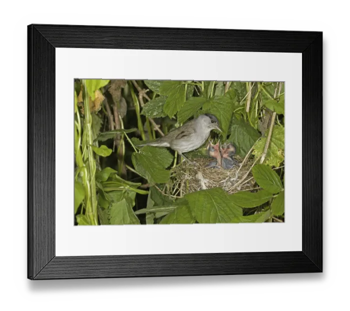 Framed Print : Blackcap (Sylvia atricapilla), adult male