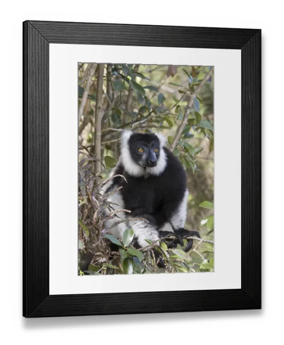 Framed Print : Black-and-white Ruffed Lemur (Varecia variegata) Framed Print : Black-and-white Ruffed Lemur (Varecia variegata)