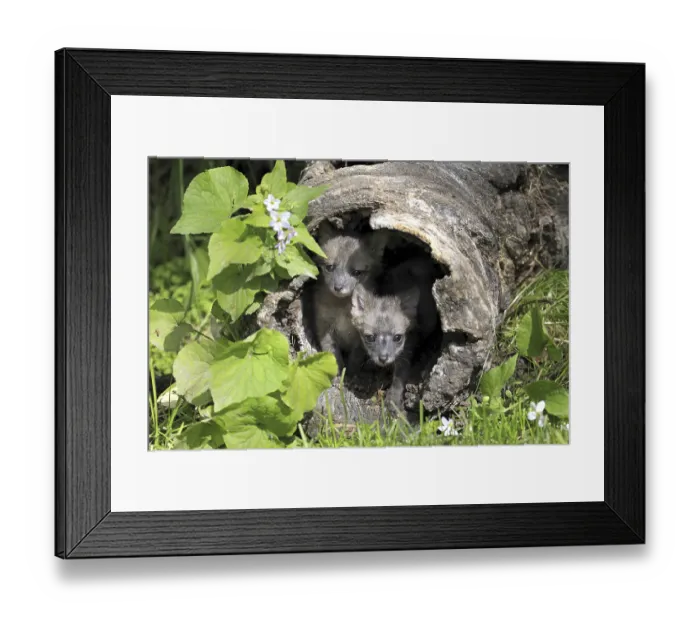 Framed Print : Grey Fox (Urocyon cinereoargenteus) Framed Print : Grey Fox (Urocyon cinereoargenteus)