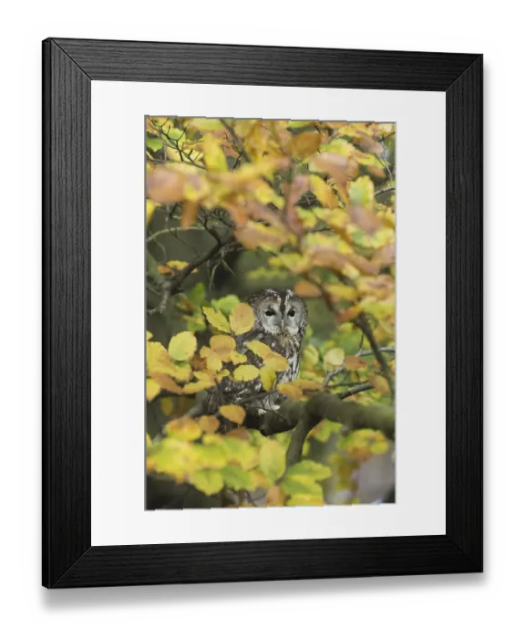 Framed Print : Tawny Owl (Strix aluco), adult