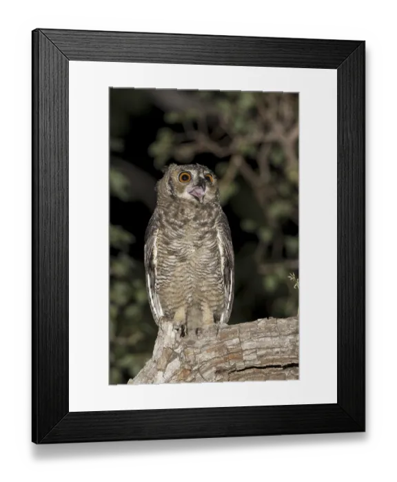 Framed Print : Great Horned Owl (Bubo virginianus nacurutu)