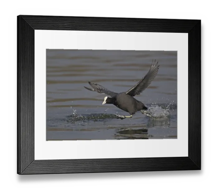 Framed Print : Common Coot (Fulica atra), adult Framed Print : Common Coot (Fulica atra), adult