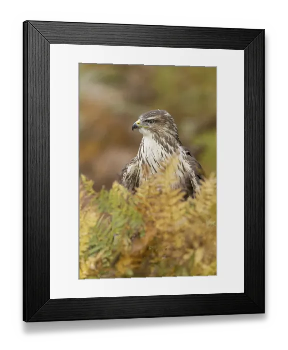 Framed Print : Common Buzzard (Buteo buteo), adult Framed Print : Common Buzzard (Buteo buteo), adult