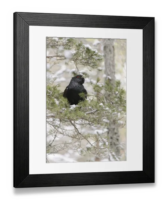 Framed Print : Western Capercaillie (Tetrao urogallus urogallus) adult male Framed Print : Western Capercaillie (Tetrao urogallus urogallus) adult male