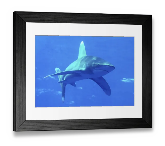 Framed Print : Oceanic whitetip shark (Carcharhinus longimanus)