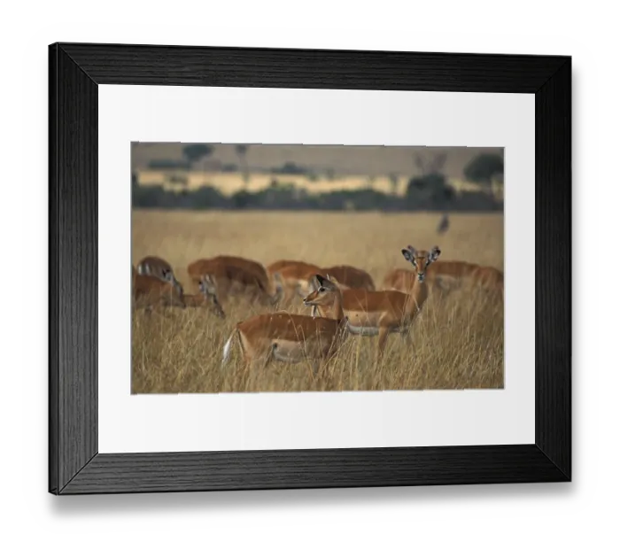 Framed Print : Impala (Aepyceros melampus), Masai Mara Framed Print : Impala (Aepyceros melampus), Masai Mara