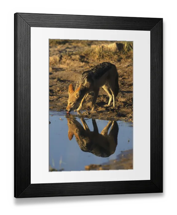 Framed Print : Black-backed Jackal (Canis mesomelas)