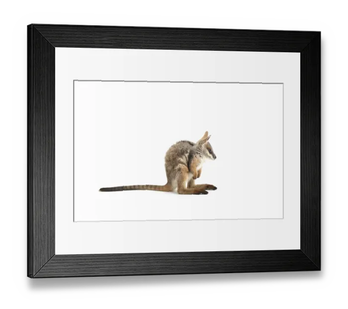Framed Print : Yellow-Footed Rock-Wallaby (Petrogale xanthopus)