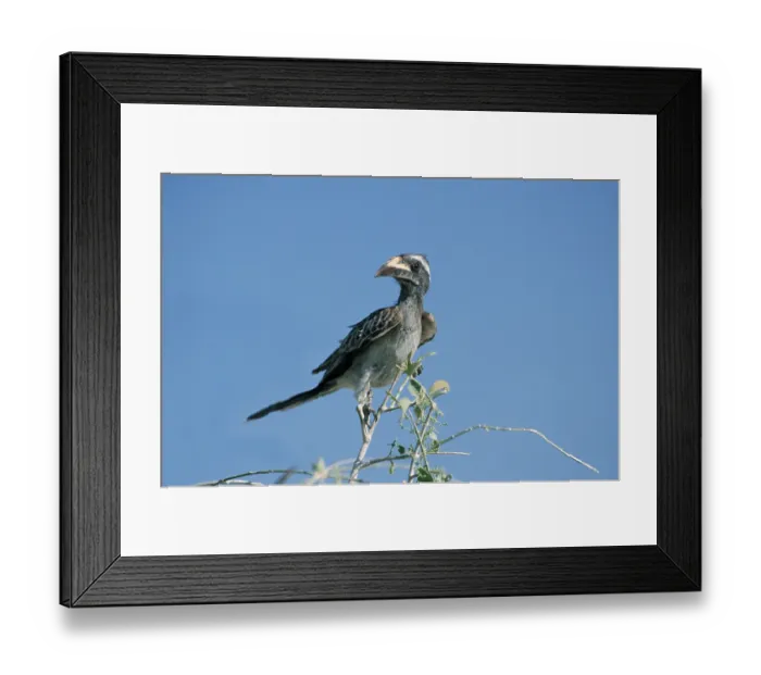 Framed Print : African Grey Hornbill (Tockus nasutus)