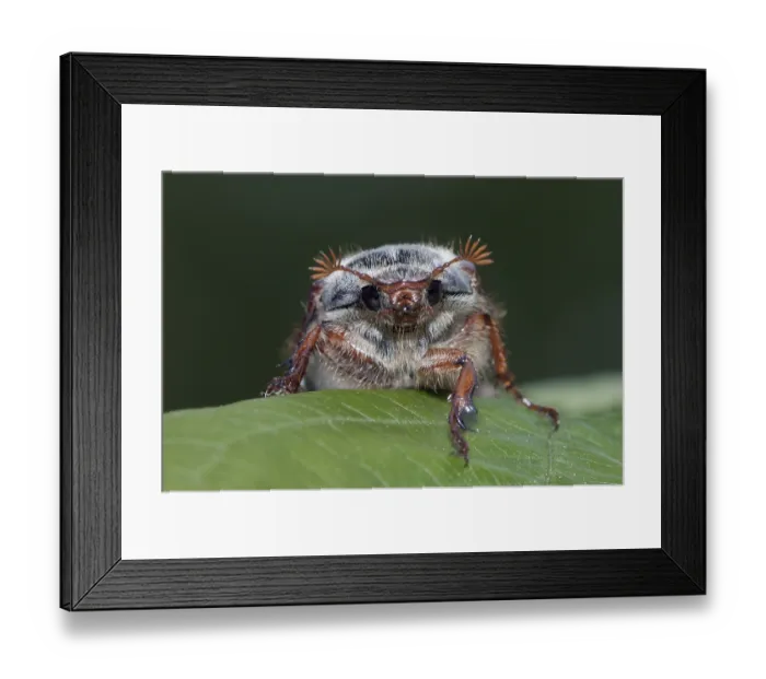 Framed Print : Cockchafer (Melolontha melolontha)