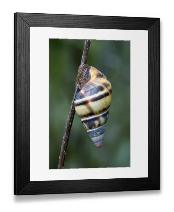 Framed Print : Florida tree snail (Liguus fasciatus)