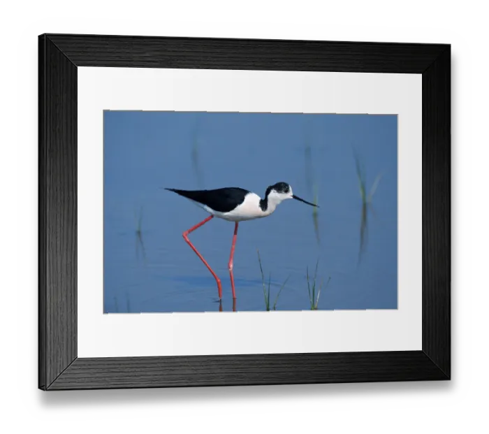 Framed Print : Black-winged Stilt (Himantopus himantopus) Framed Print : Black-winged Stilt (Himantopus himantopus)