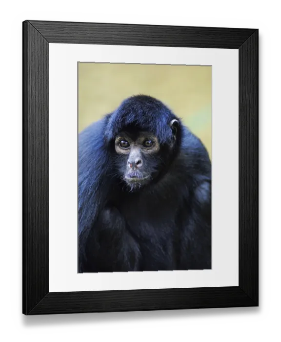 Framed Print : Black red-faced spider monkey (Ateles paniscus)