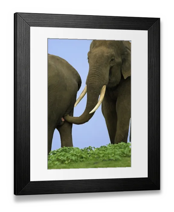 Framed Print : Asian elephant, Indian elephant