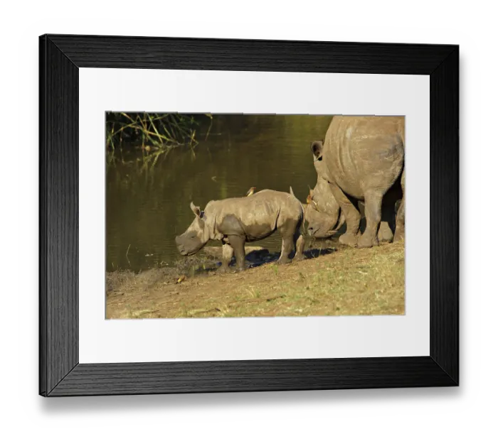 Framed Print : White rhinoceroses (Ceratotherium simum) Framed Print : White rhinoceroses (Ceratotherium simum)