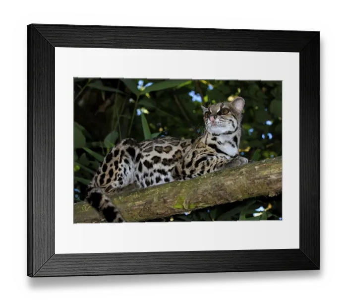 Framed Print : Long-tailed cat, Margay, Bergozelot Framed Print : Long-tailed cat, Margay, Bergozelot