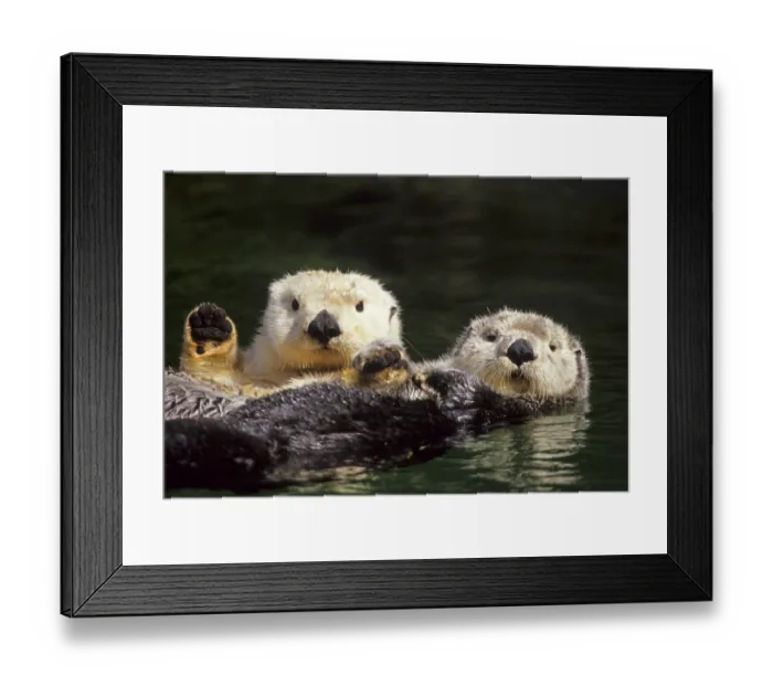 Framed Print : Sea otter (Enhydra lutris), otter Framed Print : Sea otter (Enhydra lutris), otter