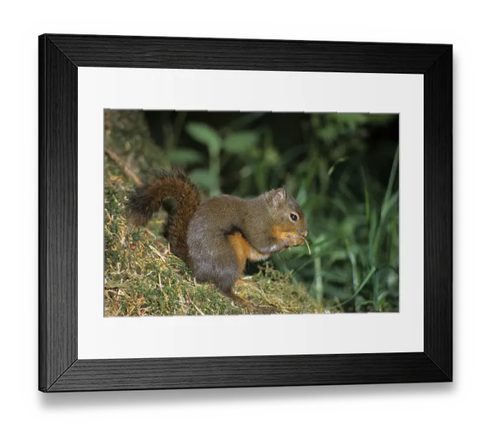 Framed Print : Douglas Squirrel (Tamiasciurus douglasii) Framed Print : Douglas Squirrel (Tamiasciurus douglasii)