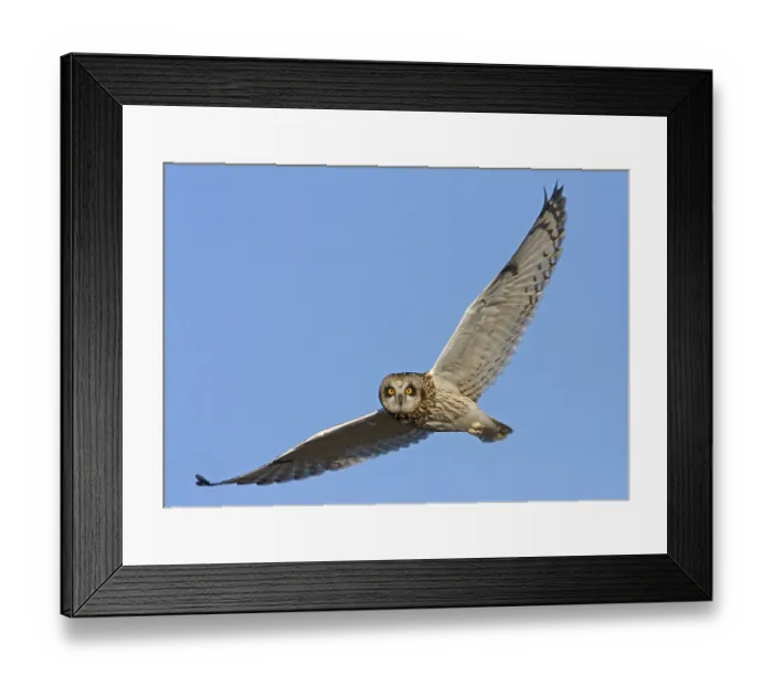 Framed Print : Short-eared Owl (Asio flammeus) adult Framed Print : Short-eared Owl (Asio flammeus) adult