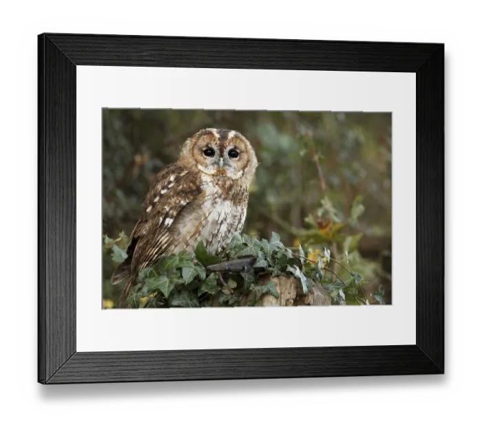 Framed Print : Tawny Owl, tawny owls (Strix aluco)