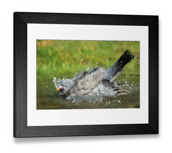Framed Print : Wood Pigeon, Wood Pigeons (Columba palumbus)