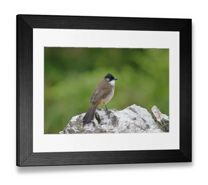 Framed Print : Brown-breasted Bulbul, Brown-breasted Bulbul Framed Print : Brown-breasted Bulbul, Brown-breasted Bulbul