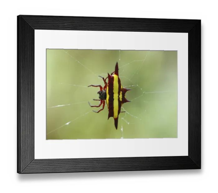 Framed Print : Other animals, spiders, arachnids Framed Print : Other animals, spiders, arachnids