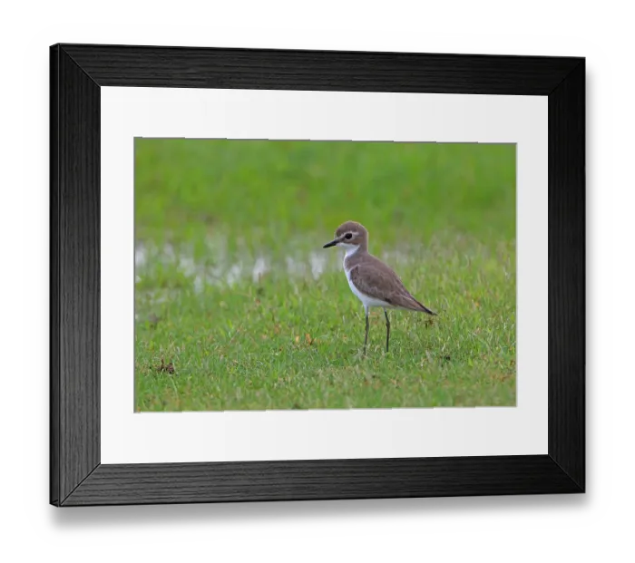Framed Print : Lesser Sand Plover (Charadrius mongolus) adult