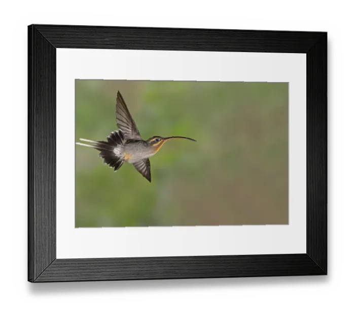 Framed Print : Green hermit (Phaethornis guy) Framed Print : Green hermit (Phaethornis guy)