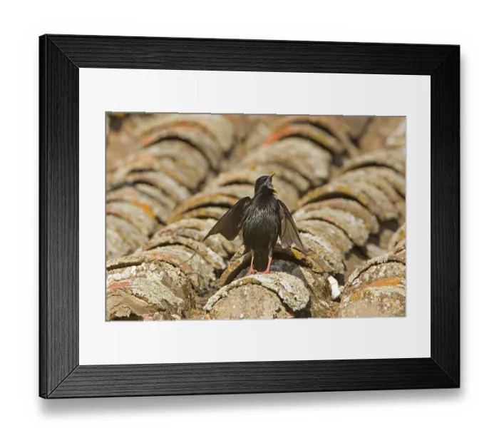 Framed Print : Spotless Starling (Sturnus unicolor)