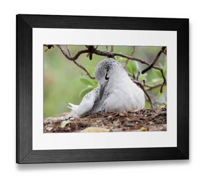 Framed Print : Red-tailed Tropicbird (Phaethon rubricauda) fledged juvenile Framed Print : Red-tailed Tropicbird (Phaethon rubricauda) fledged juvenile