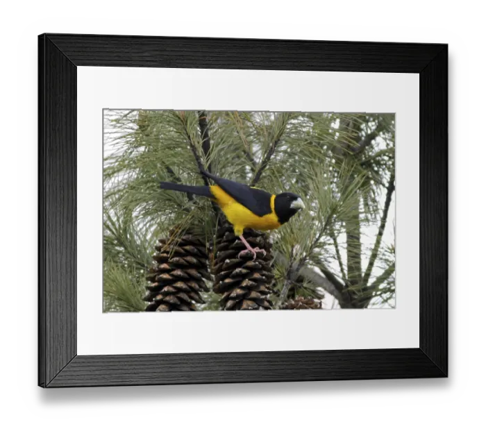 Framed Print : Collared Grosbeak (Mycerobas affinis) adult male
