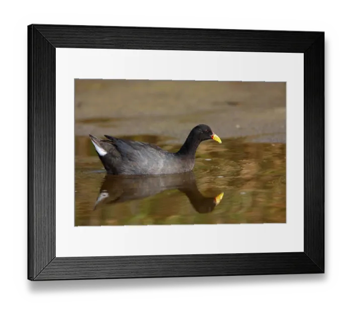 Framed Print : Red-fronted Coot (Fulica rufifrons) adult Framed Print : Red-fronted Coot (Fulica rufifrons) adult