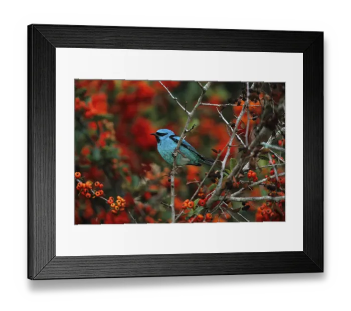 Framed Print : Pitpit, blue dacnis (Dacnis cayana)