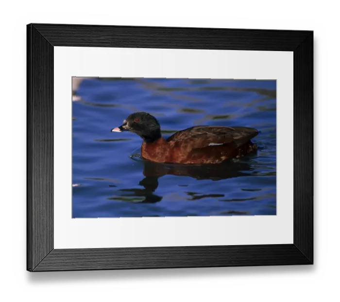 Framed Print : Hartlaub's Duck, ducks, goose birds