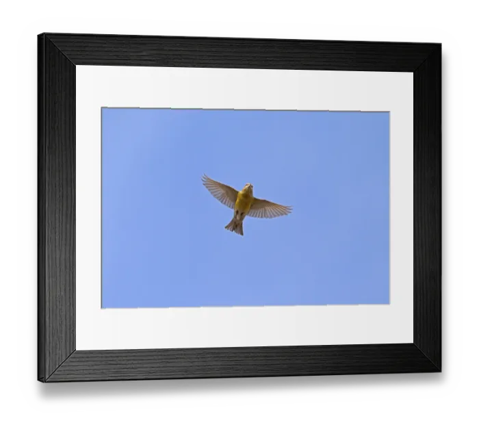 Framed Print : Spruce Crossbill, Spruce Crossbill Framed Print : Spruce Crossbill, Spruce Crossbill